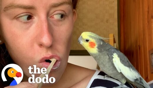 16-Year-Old Cockatiel Needs Emotional Support Mug | The Dodo