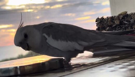 #cockatiel sunset  singing 🎶 🌅