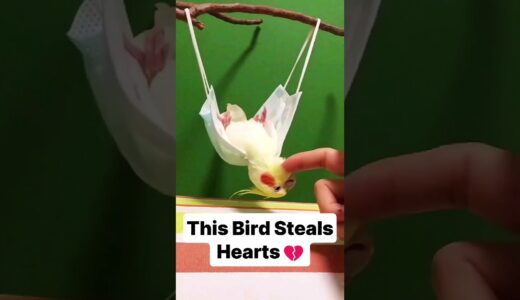 Why the Cockatiel is the Best Pet Bird Ever! 🐦