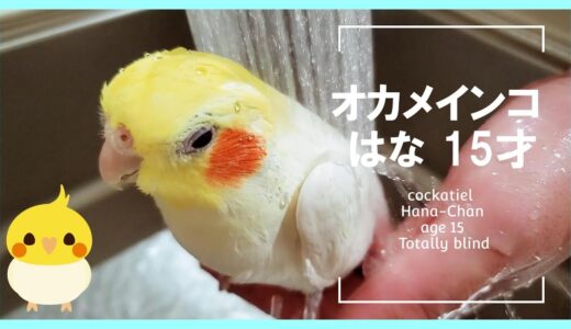 進化したはなの水浴び　滝行するオカメインコのはな  cockatiel　pinohana　Totally blind