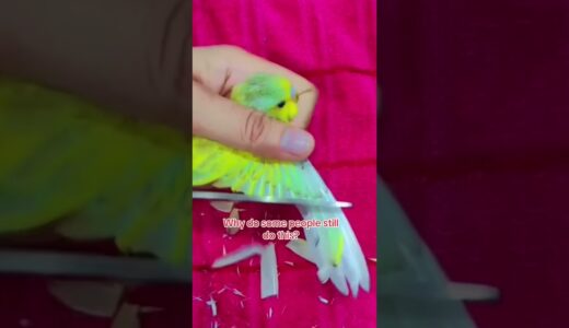 CHECK COMMENTS CREDITS OF CONTRIBUTORS! #antiwingclipping #birds #parrots #cockatiel #conure #fyp