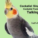 Cockatiel Singing – Cockatiel Funny Activities – Natural Songs and Playing
