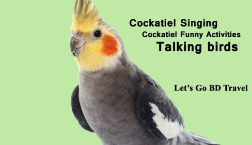 Cockatiel Singing – Cockatiel Funny Activities – Natural Songs and Playing