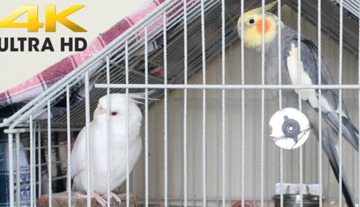 Cockatiel Sounds- White and Pied Male Cockatiel Singing in Cage