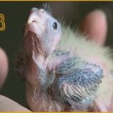 Cockatiel growing – Day by day stages