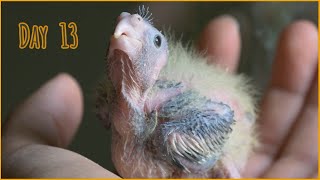 Cockatiel growing – Day by day stages