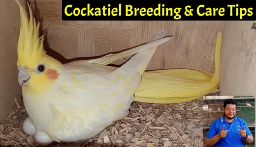 Cockatiel parrot Breeding & care tips | cocktail parrot | Cocktail bird | Parakeet