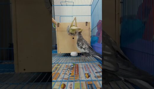 Cockatiel parrots Examining the nest box | #cockatiel #shorts #cockatielbird