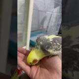 Feading cockatiel from hand! Best way to gain there trust! #cockatiel #bird #cockatielsound #pet