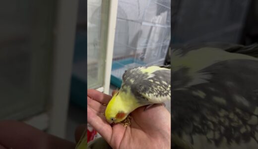 Feading cockatiel from hand! Best way to gain there trust! #cockatiel #bird #cockatielsound #pet