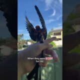 Flight is right CHECK COMMENTS!#birds #budgie #antiwingclipping #pets #cockatiel #parrot #shorts