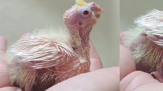 Hand Feeding a 21 Day Old Cockatiel Baby | Parrot Baby Growth Stages
