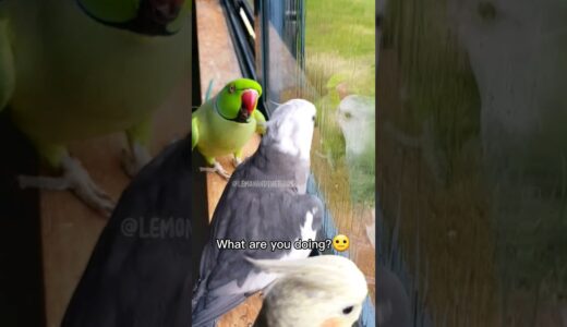 Parrot asks “WHAT ARE YOU DOING?” to his cockatiel friend #shorts #parrot #birds #funnyanimal #pets