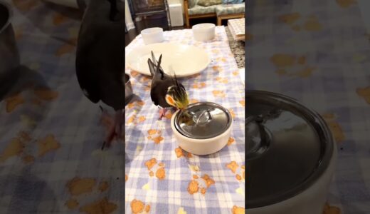 angry cockatiel bird eating #birds #cockatiel #parrot #pet #cute #cockatiels #parrots #pet #pets
