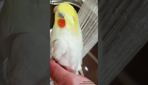 はなの滝行 本編もご覧ください　#鳥 #birds#オカメインコ#cockatiel