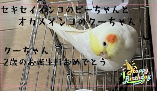 セキセイインコのピーちゃんとオカメインコのクーちゃん　クーちゃん2歳のお誕生日おめでとう‼️