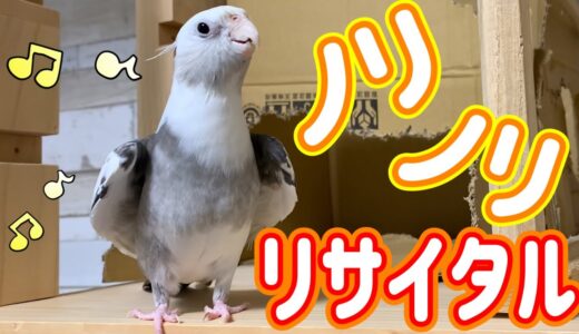 オカメインコのノリノリ♪リサイタルvol.360#オカメインコ #cockatie