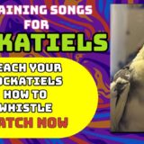Live Cockatiel Training: Teaching Your Cockatiel New Whistling Tricks! 🐦🎵 #cockatieltraining