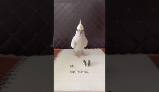 小鸟“真假瓜子”挑战赛！😂 #玄凤鹦鹉 #cockatiel