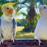Amazing Cockatiel Singing and Honking video – Taking Parrots