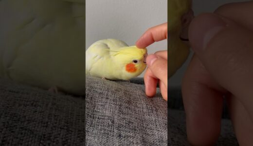 Cockatiel Bird Shows Affection