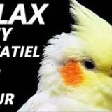 Relax Your Cockatiel | Calming Music for Cockatiels