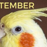 SEPTEMBER with WHISTLE – Bird Whistling Training – Cockatiel Singing Practice