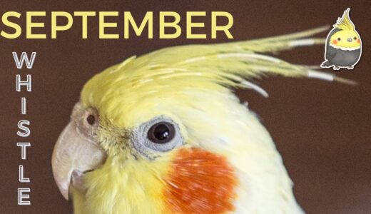 SEPTEMBER with WHISTLE – Bird Whistling Training – Cockatiel Singing Practice