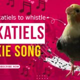 Live Cockatiel Training: Teaching Your Cockatiel New Whistling Tricks! 🐦🎵 #cockatieltraining