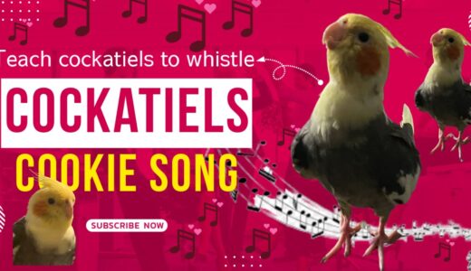 Live Cockatiel Training: Teaching Your Cockatiel New Whistling Tricks! 🐦🎵 #cockatieltraining