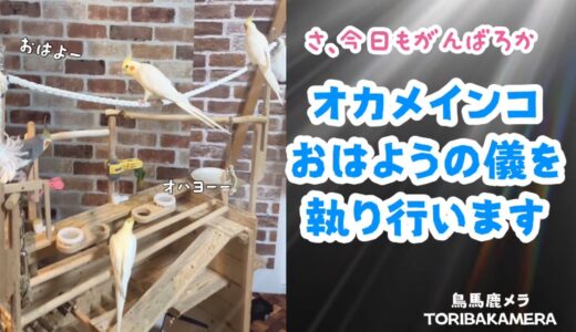 オカメインコ達、おはよう🌞の儀を執り行います❣️