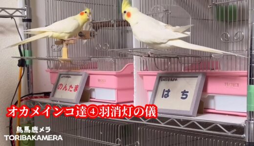 お母ちゃんによる「オカメインコ達一斉消灯の儀」を執り行います❤️💤