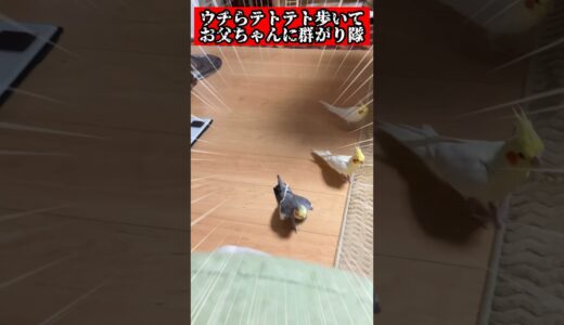 ウチら、テトテト歩いてお父ちゃんに群がり隊のオカメインコ❤️ #セキセイインコ #インコ #オカメインコ