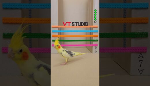 Cico vs Descending Gate 😂🦜 #cico #vtstudiotr #cockatiel #calopsita