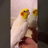 Adorable Singing Cockatiel #cockatielscraze #cockatiel #birdsinging