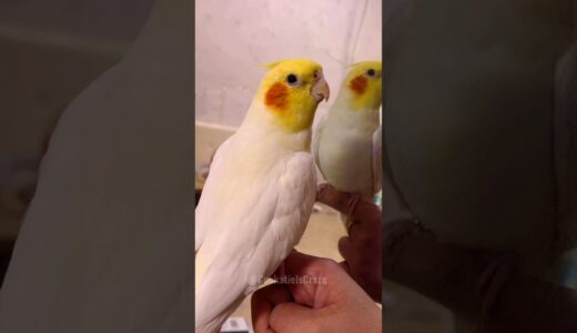 Adorable Singing Cockatiel #cockatielscraze #cockatiel #birdsinging