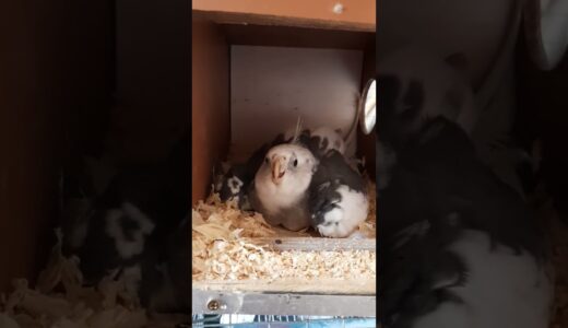 Até eles entraram na dança #calopsita #cockatiel