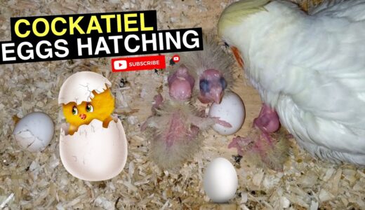 COCKATIEL EGG HATCHING