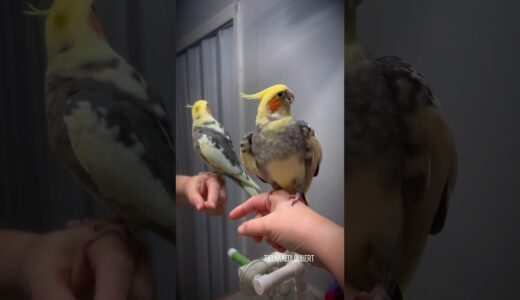 Cockatiel Dancing Dippidippidoo Grooves Into The Weekend | Tiel Named Loubert