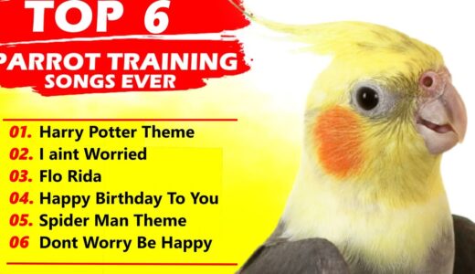 Cockatiel Singing 6 Song Training-For Budgies Parrots Birds