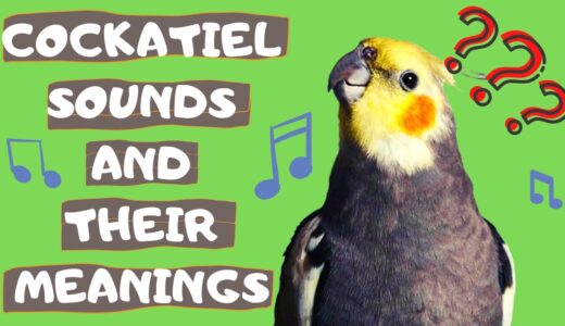 Cockatiel Sounds and Their Meanings