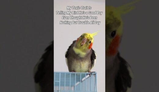 I Love Him  #cockatielshorts #cockatiel