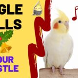 JINGLE BELLS with WHISTLE 1 HOUR – Cockatiel Singing – Talking Birds – Cockatiel Bird