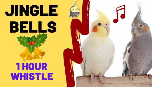 JINGLE BELLS with WHISTLE 1 HOUR – Cockatiel Singing – Talking Birds – Cockatiel Bird