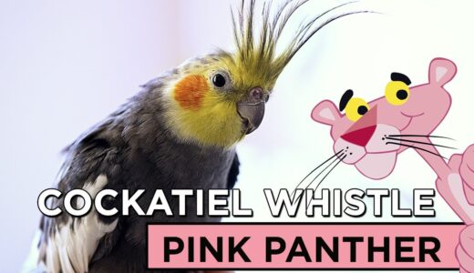 PINK PANTHER COCKATIEL WHISTLE