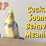 What Cockatiel Sounds & Behaviours Mean! | TheParrotTeacher
