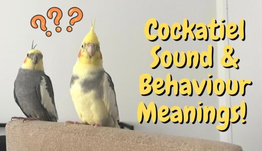 What Cockatiel Sounds & Behaviours Mean! | TheParrotTeacher