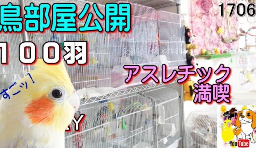 鳥部屋紹介 手作りアスレツックで遊ぶオカメインコ 文鳥 キンカチョウ 日の丸鳥　#1706