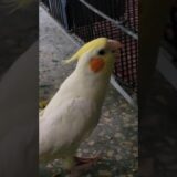 Bugga 😍 #cockatielqueen #cockatiel #cocktailparrot #birds #parrot #pets #cute #parrrot #mittoo #1m