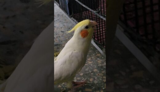 Bugga 😍 #cockatielqueen #cockatiel #cocktailparrot #birds #parrot #pets #cute #parrrot #mittoo #1m